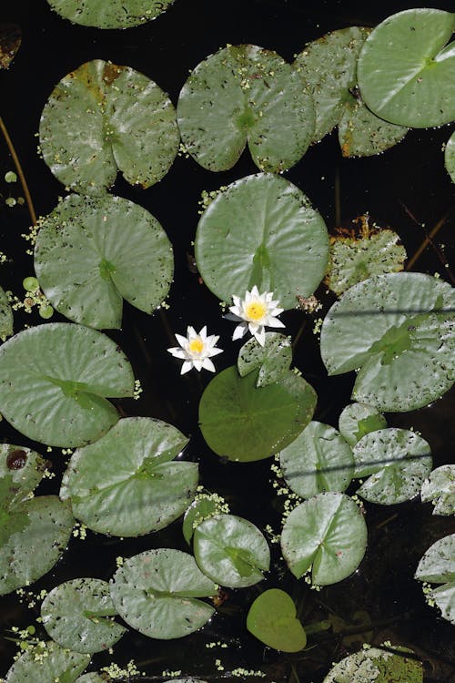 Základová fotografie zdarma na téma "indický lotus", lotosový květ