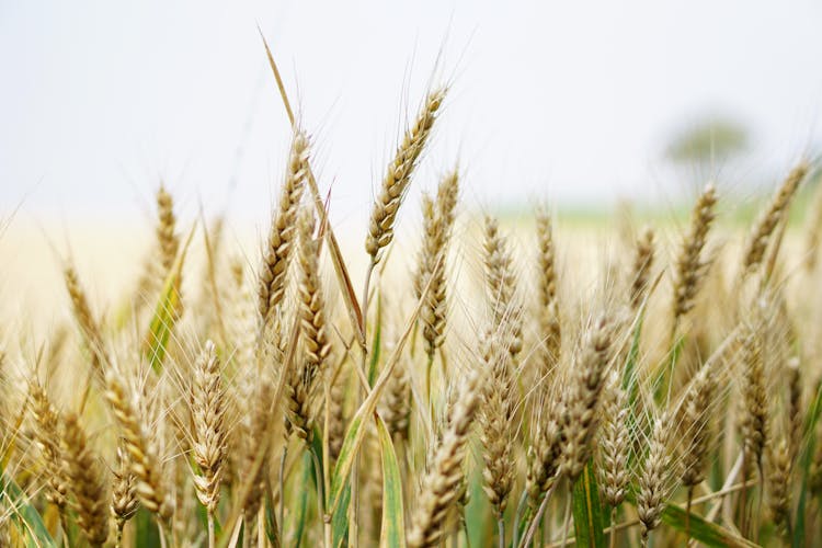 Selective Focus Photography Of Wheat Field