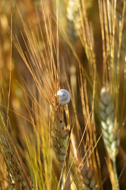 A snail is sitting on the top of a wheat field