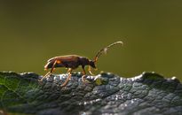 Macro shot of a beetle perched on a textured leaf with natural lighting.