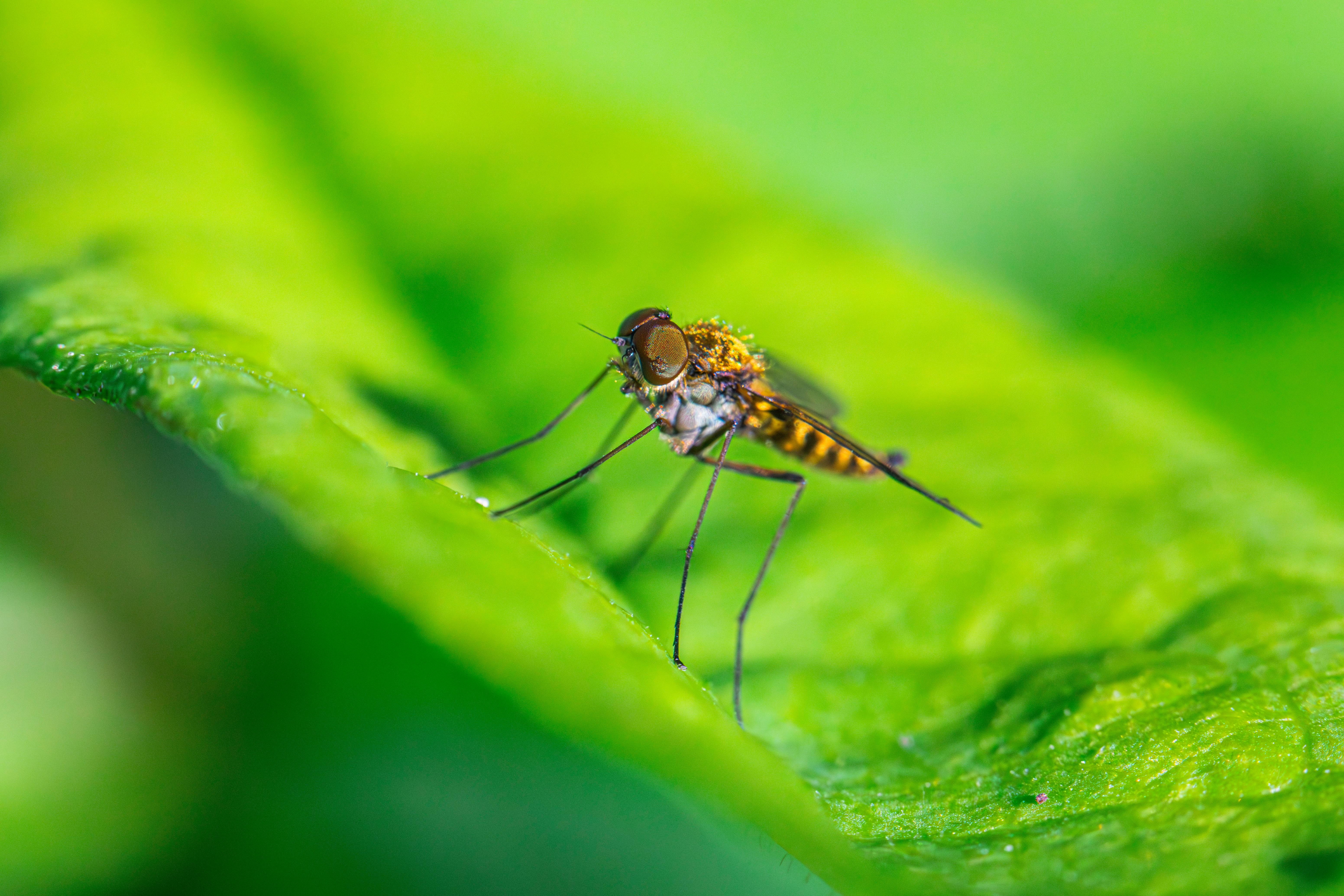 Mosquitoes hovering over a backyard at dusk