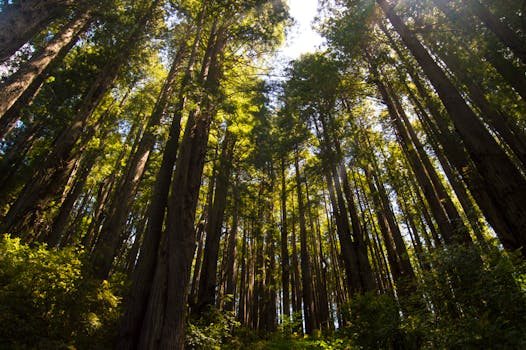 阳光明媚的森林中，高耸的红杉树营造出宁静的自然氛围