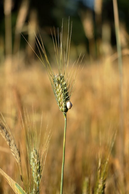 A close up of a wheat plant with a single ear