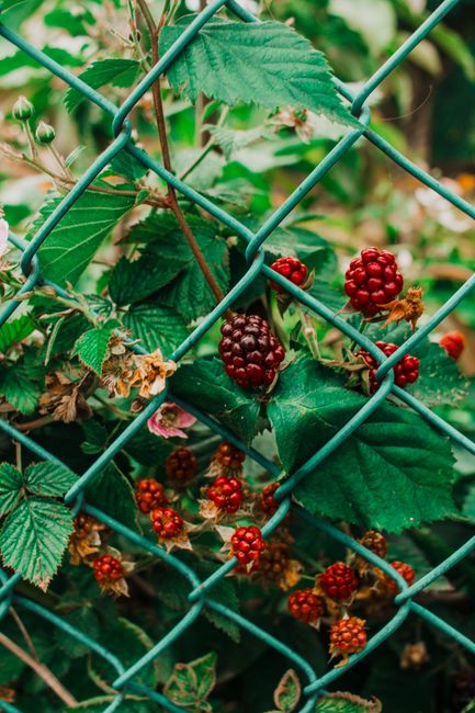 Vibrant blackberries intertwined with green leaves behind a wire fence, capturing a rustic garden setting.