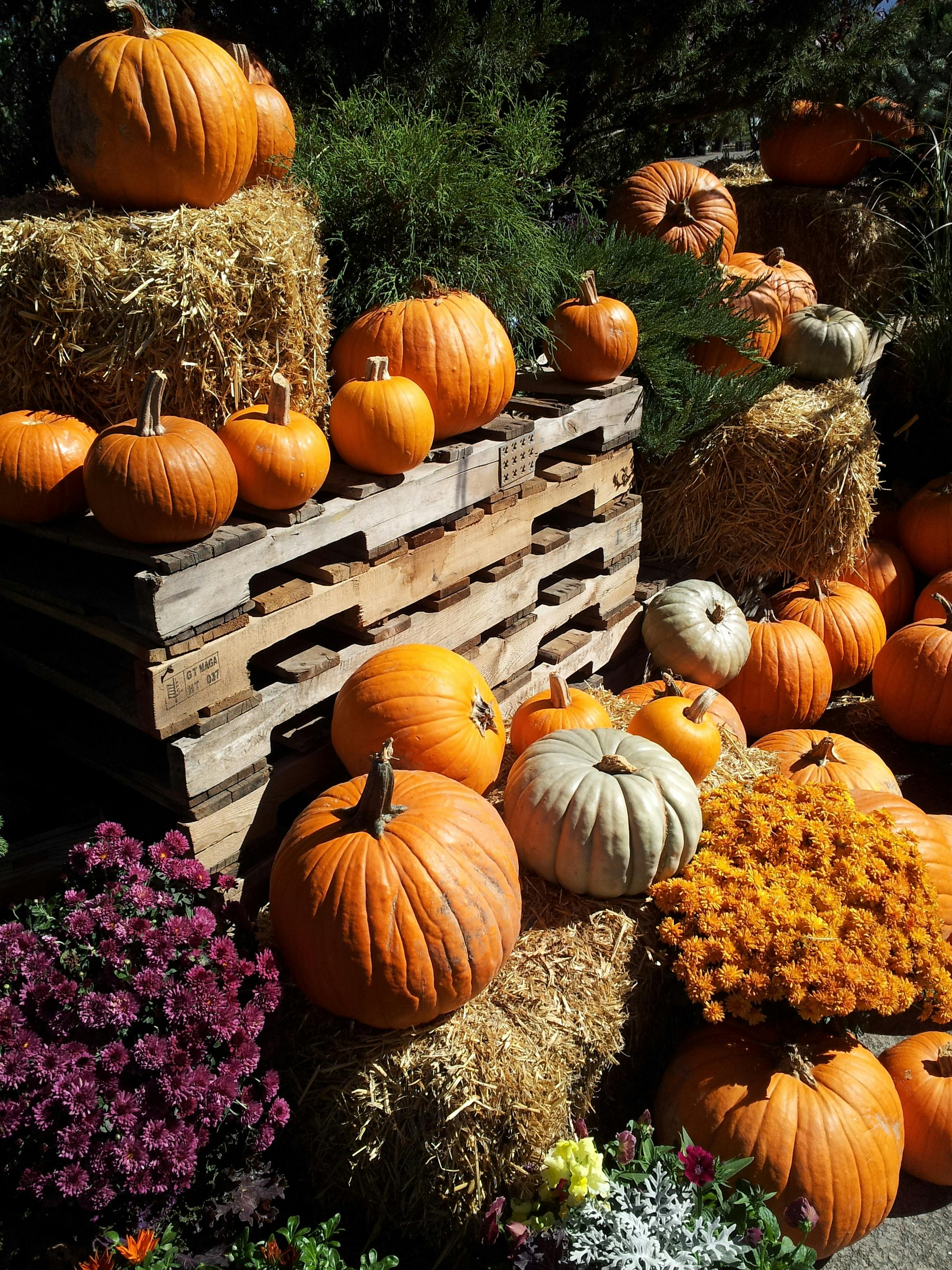 Image result for fall harvest