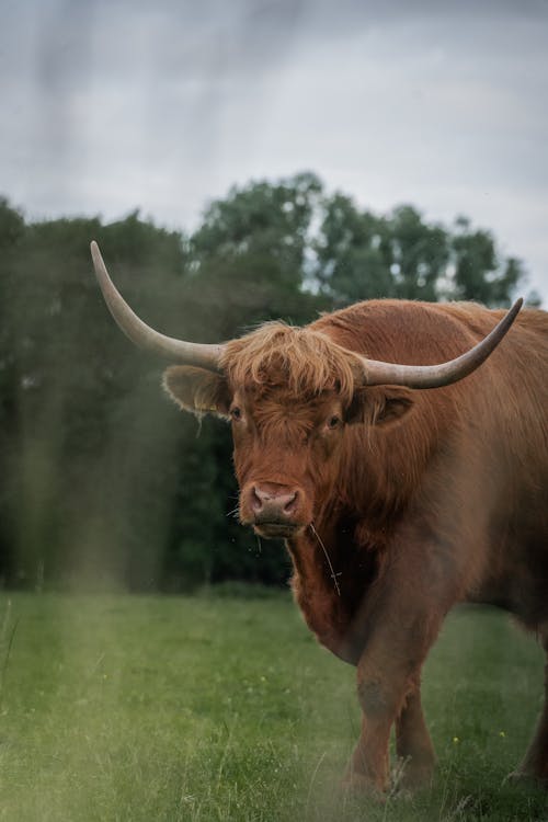 A bull with long horns standing in a field
