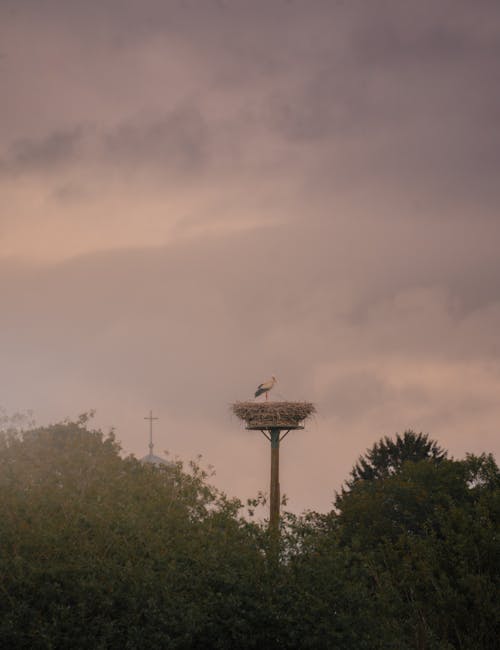 A bird is sitting on top of a bird nest
