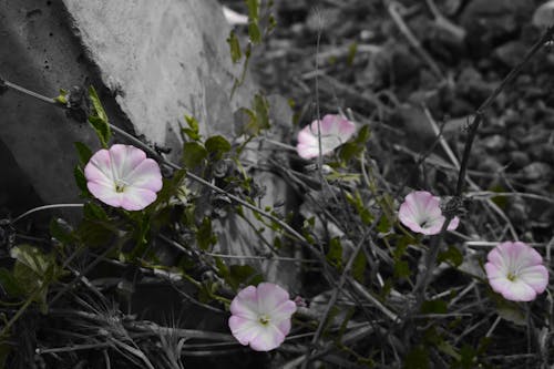 Free stock photo of flowering shrub, outcrop, street art