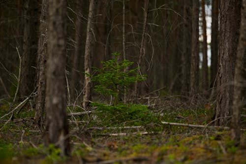 Foto d'estoc gratuïta de arbre, arbre verd, bosc