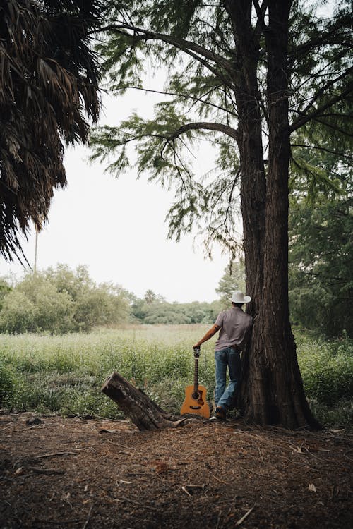 Foto d'estoc gratuïta de arbres, barret, bosc