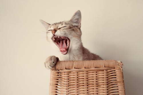 Free Close-up Photo of Cute Cat Yawning Stock Photo