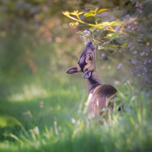 Kostenloses Stock Foto zu bokeh, ernährung, hirsch