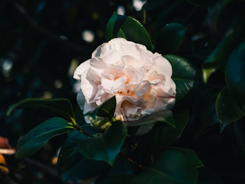 Kostnadsfri bild av blomma, kamelia