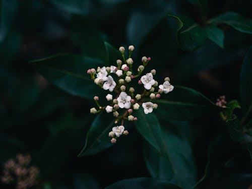 Kostnadsfri bild av blomma