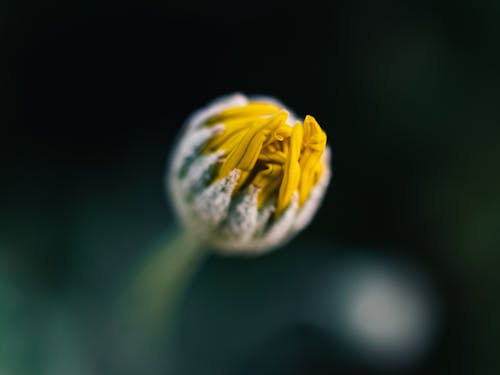 Kostnadsfri bild av blomma, makro