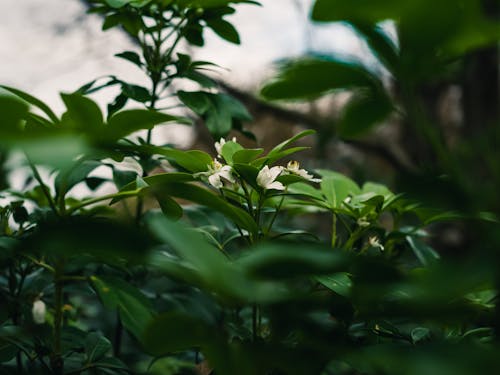 Foto stok gratis Daun-daun, kilang