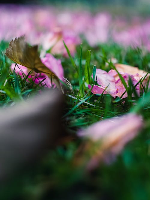 Kostnadsfri bild av blomma, gräs, natur