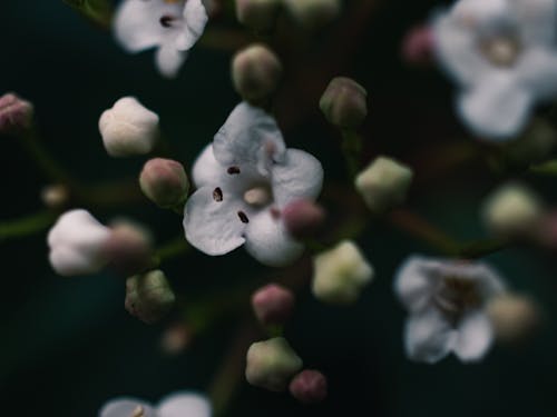 Kostnadsfri bild av blomma, makro