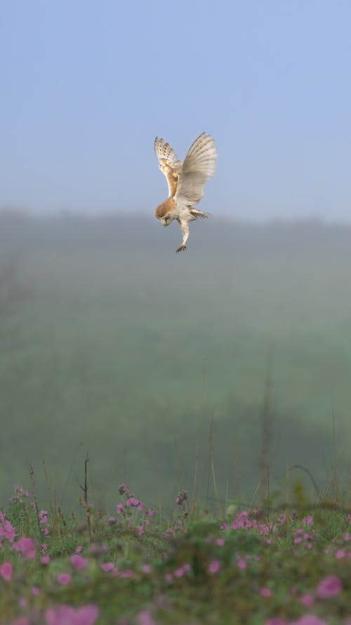 Foto d'estoc gratuïta de alba, au rapinyaire, buscar