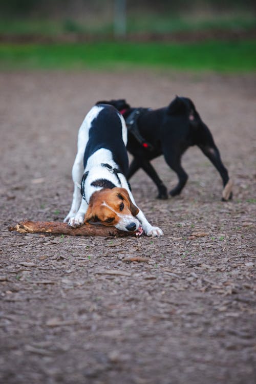 Gratis lagerfoto af beagle, bevægelse, dyr