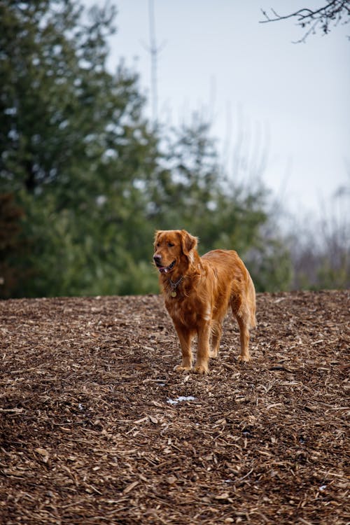 Gratis lagerfoto af dyrefotografering, golden retriever, hund