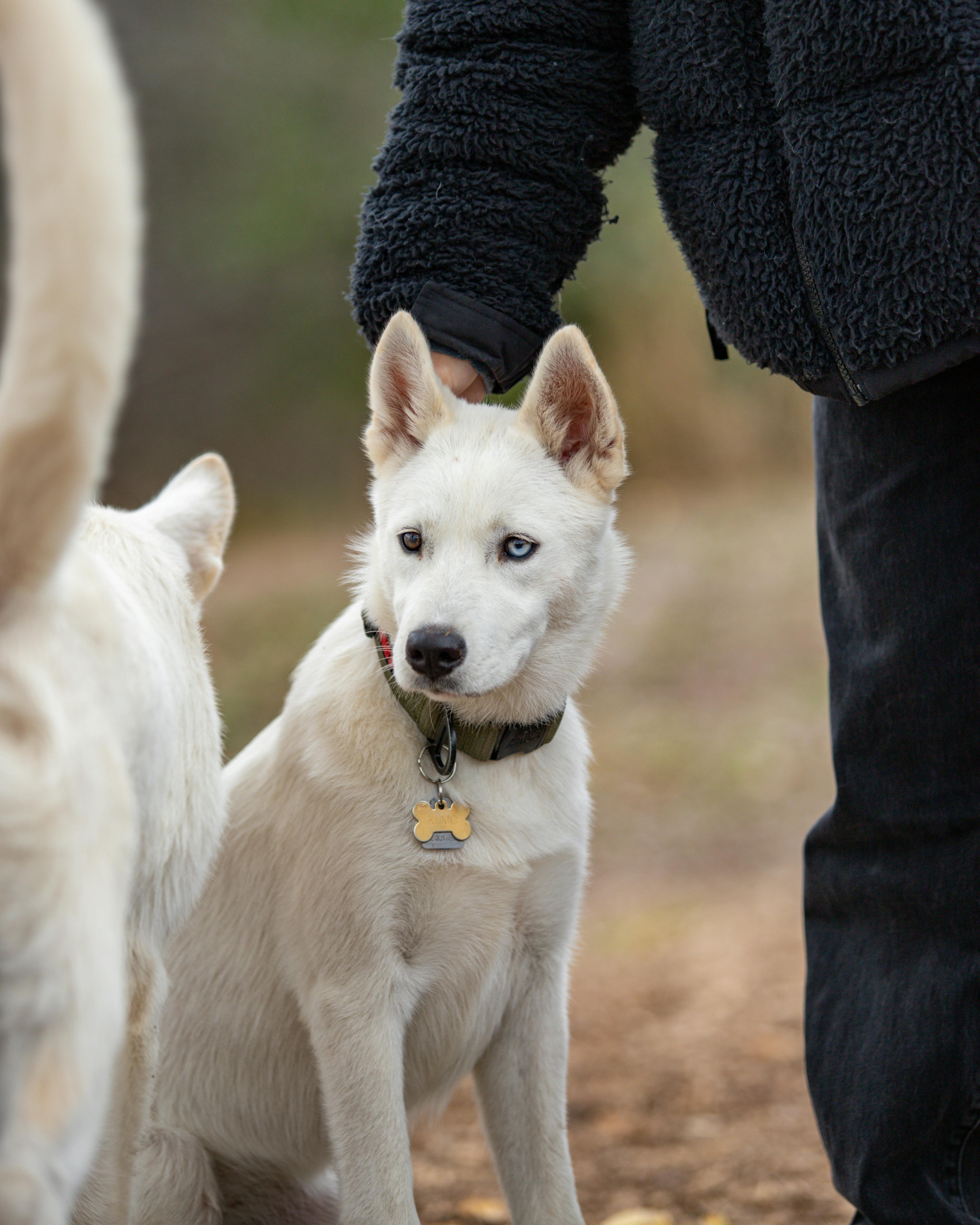 person holding white dog