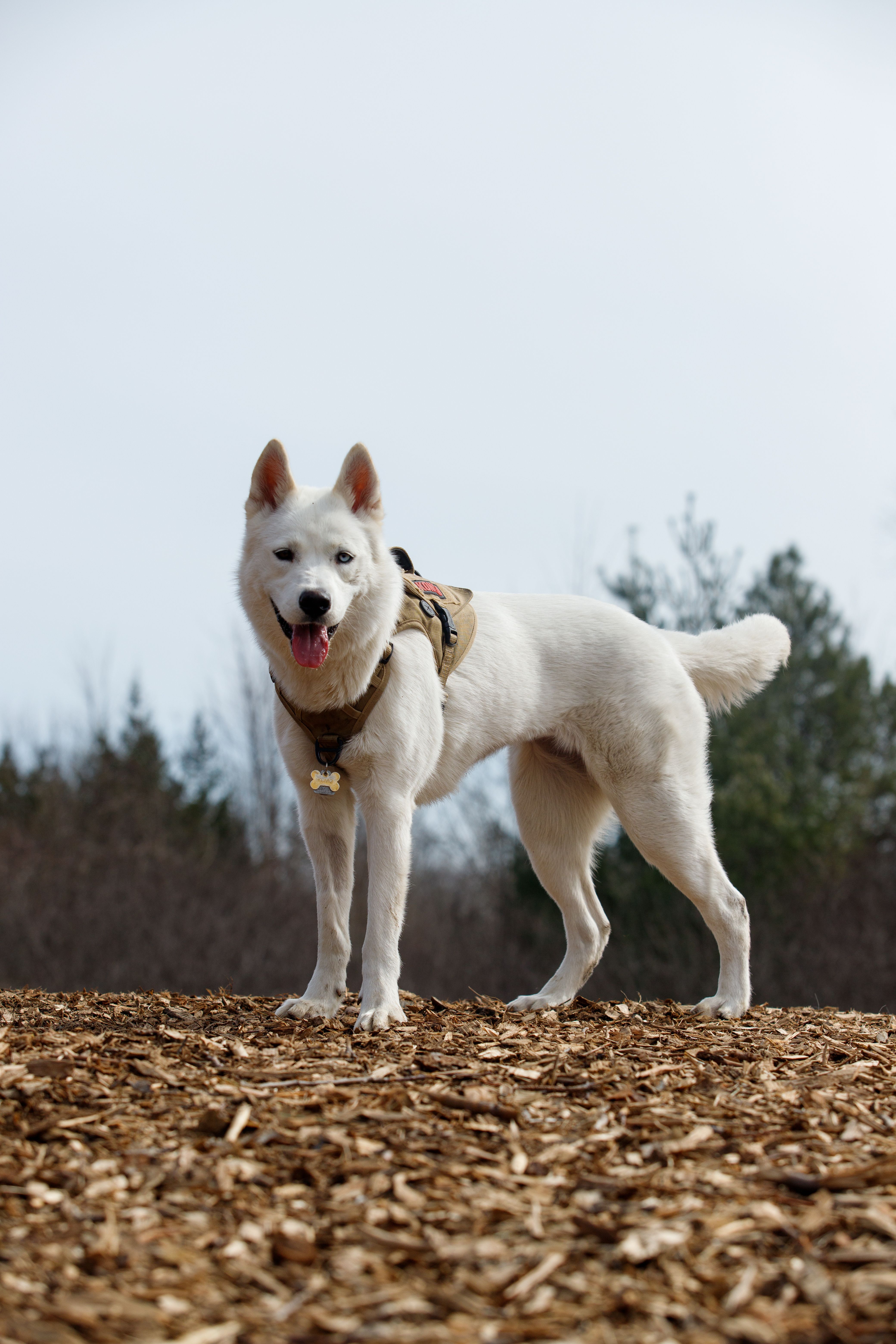 A White Dog Standing Outside · Free Stock Photo