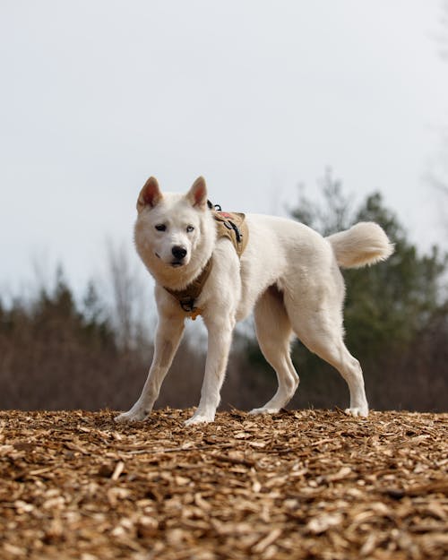 Gratis lagerfoto af dyr, efterår, eskimo hund