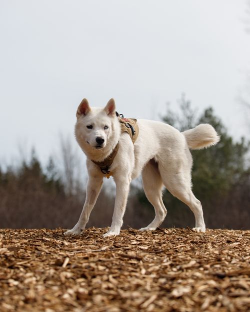 Free White dog with harness enjoying a day out in a natural park setting. Stock Photo