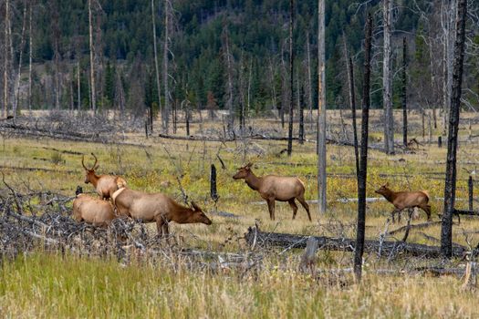 A serene scene of elk in a wooded area during the fall, showcasing nature's beauty.