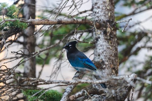 Free A vibrant Steller's Jay perched in a tree, captured at Lake Louise, Alberta. Stock Photo