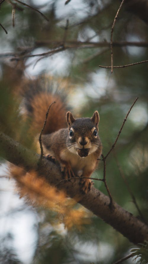 Free A squirrel is sitting on a tree branch Stock Photo