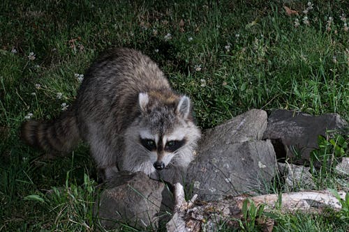 Raccoon with emerald green eyes.