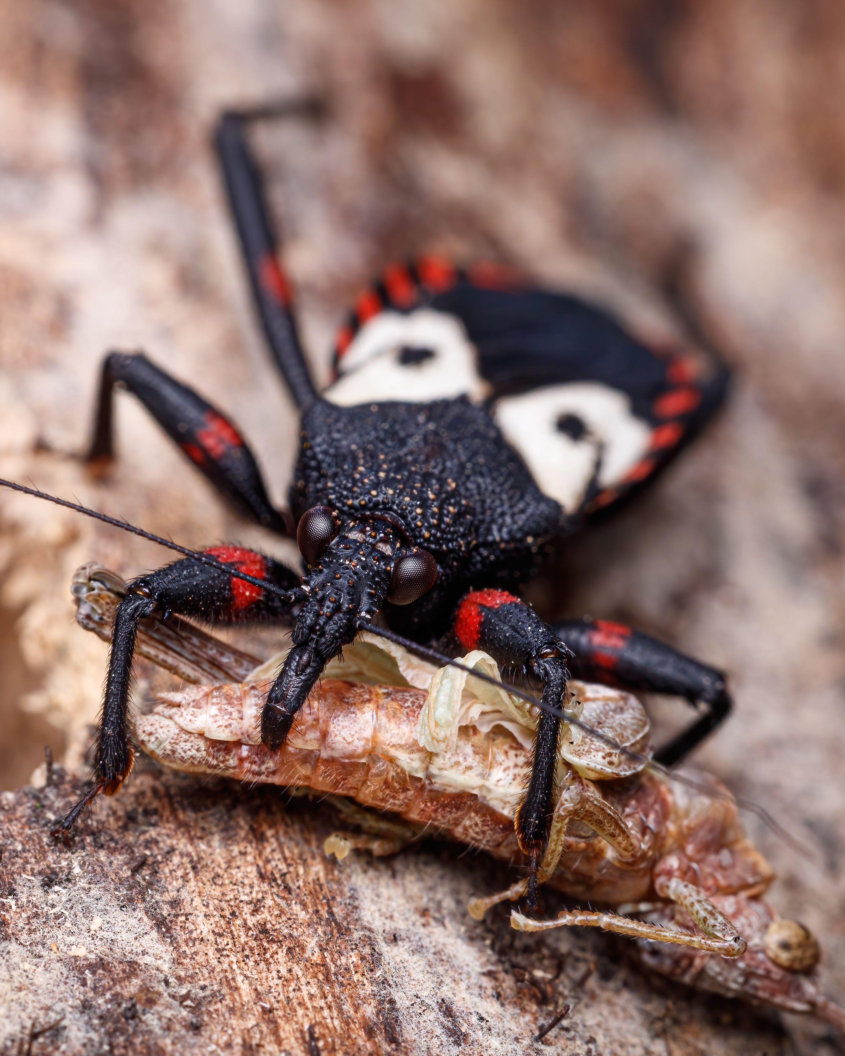 Selective Focus of Reduviidae Bug · Free Stock Photo