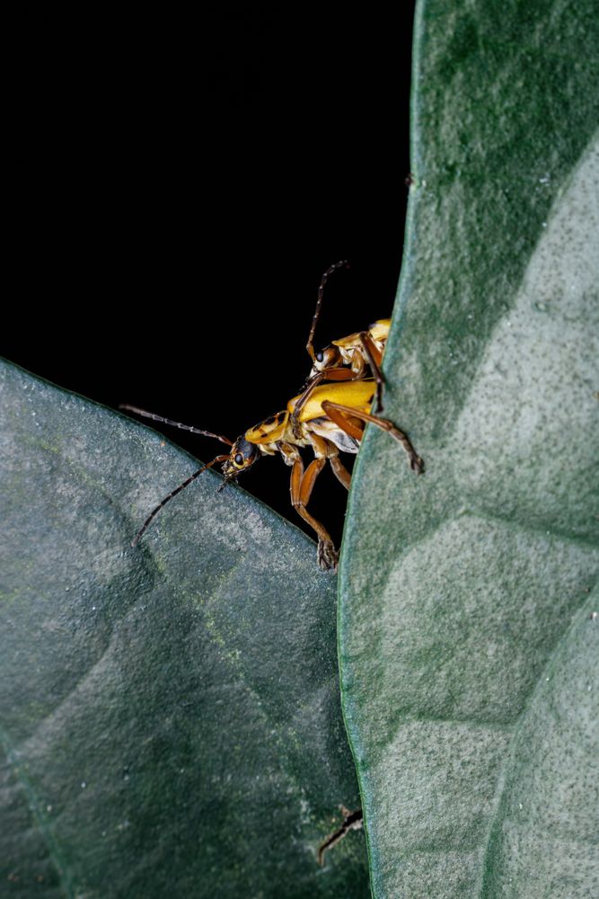 Insect Legs Photos, Download The BEST Free Insect Legs Stock Photos ...