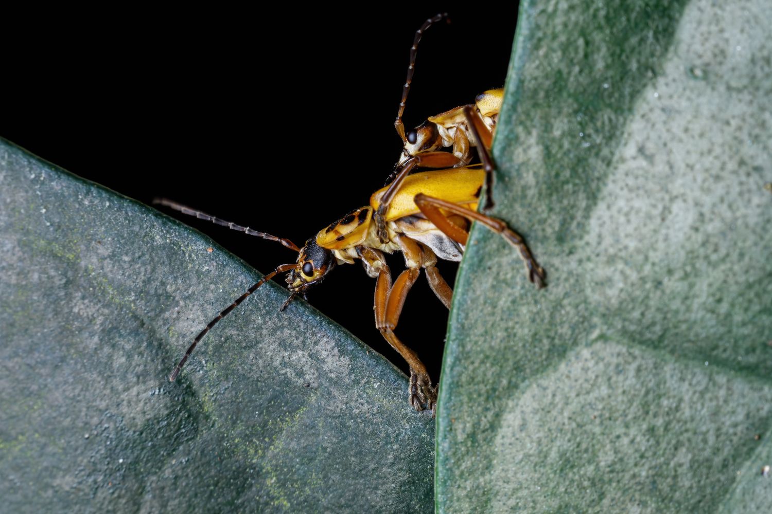 Zero Leg Insect Insect Legs Photos, Download The BEST Free Insect Legs Stock Photos ...