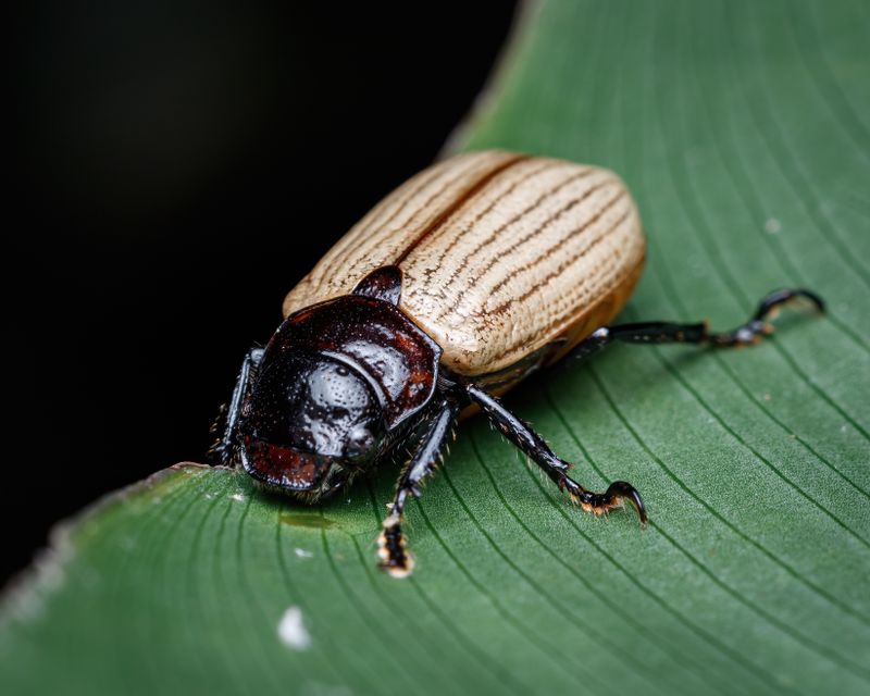 Striped beetle on a green leaf — photo by cassius cardoso on Pexels
