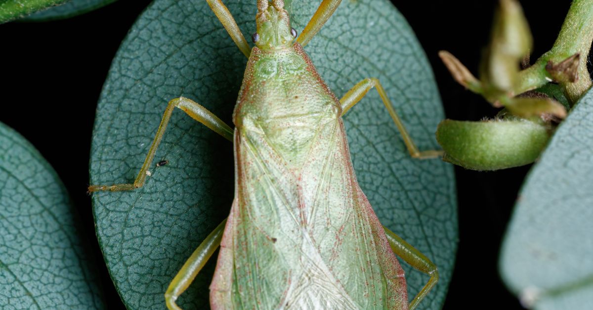 Close-up of an Insect Sitting on a Leaf · Free Stock Photo