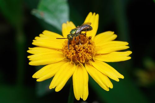 Free Detailed image of a yellow flower with a hoverfly on top, emphasizing nature's beauty. Stock Photo
