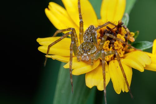A spider is sitting on a yellow flower