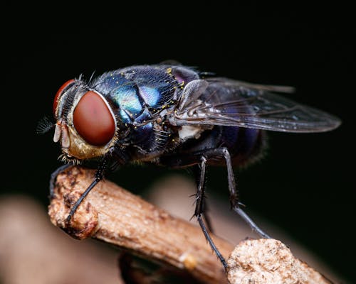 Free A blue fly with red eyes sits on a stick Stock Photo