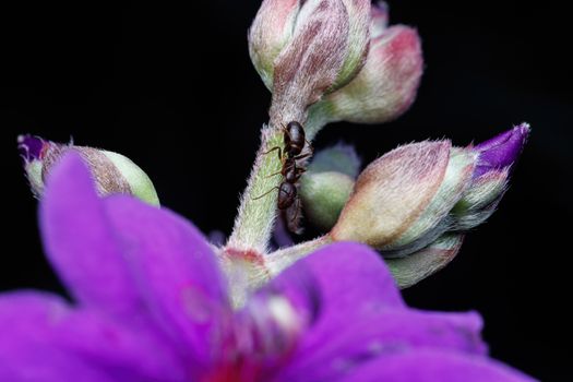 Close-up on an Aphid Walking on the Pleroma Flower