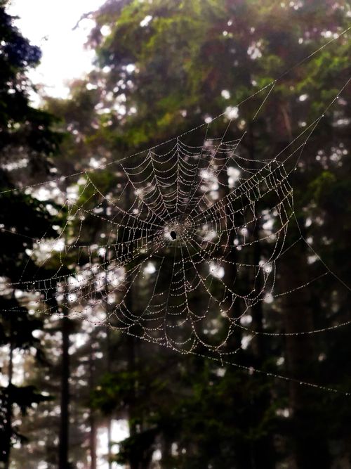 Free A delicate spiderweb adorned with morning dew set against a misty forest, showcasing nature's intricate beauty. Stock Photo