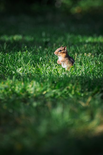 Captivating photo of a chipmunk in lush green grass displaying natural wildlife charm.