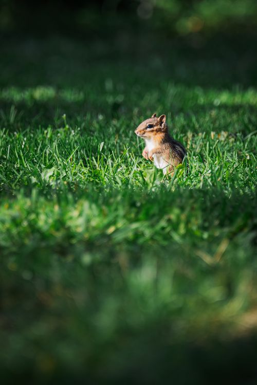 Free Captivating photo of a chipmunk in lush green grass displaying natural wildlife charm. Stock Photo
