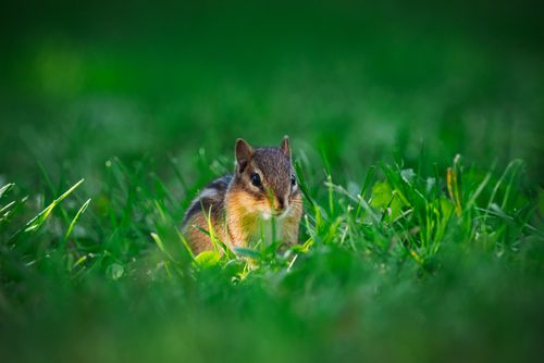 Free A chipmunk peeks through vibrant green grass, showcasing natural wildlife beauty. Stock Photo