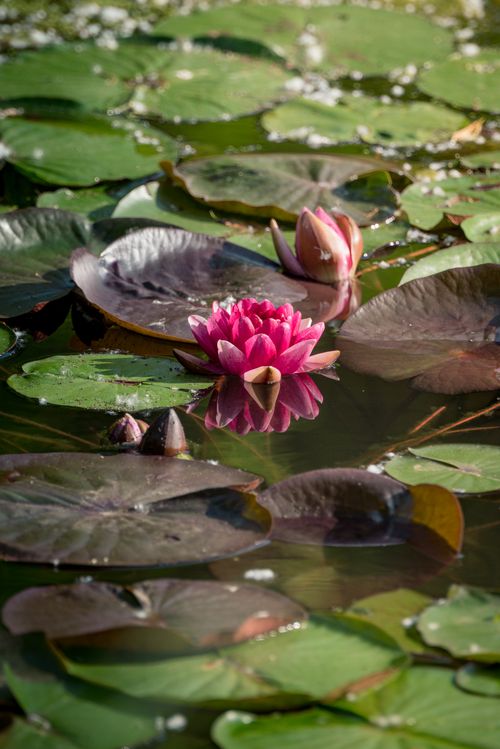 Free Close-up of a vibrant pink water lily surrounded by green leaves in a peaceful pond setting. Stock Photo