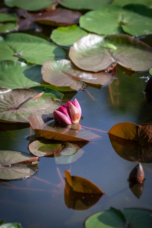 Free A vibrant pink waterlily bud among green leaves in a tranquil pond reflecting daylight. Stock Photo