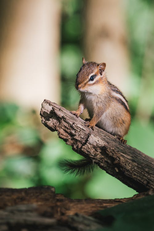 Foto d'estoc gratuïta de animal, arbre, assegut