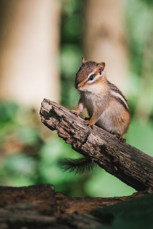 Free A detailed close-up of a chipmunk sitting on a tree branch in the woods, surrounded by greenery. Stock Photo